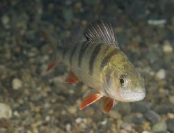 Perch at Capernwray yesterday.
D200, 60mm. by Derek Haslam 